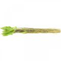 Floristik24 Velvet grasgroen, lagurus, droge decoratie, gedroogd zoet gras L18-50cm 25g