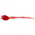 Floristik24 Decoratief gras rood, lagurus, fluwelen gras, droge bloemisterij L30–50cm 20g