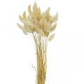 Floristik24 Decoratief gras, gebleekt zoet gras, Lagurus ovatus, fluwelen gras L40–55cm 25g