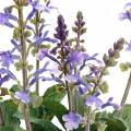 Floristik24 Decoratieve lavendelplant, mediterrane lavendelpot, paarse kunstbloem