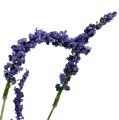 Floristik24 Lavendelstruik 55cm blauw