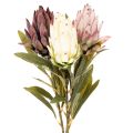 Floristik24 Protea kunstbloem Leucadendron 100cm 3 stuks