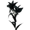 Floristik24 Kunstbloem lelie zwart 84cm