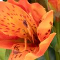 Kunstmatige oranje Alstroemeria-bloem, kunstmatige boeketdecoratie, 75 cm, 3 stuks | Floristik24.nl