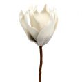 Floristik24 Magnolia bloesem gemaakt van schuim grijs, wit Ø10cm L26cm 4st