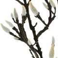 Floristik24 Magnolia Kunsttak Lente Decoratie Tak met Knoppen Bruin Wit L135cm