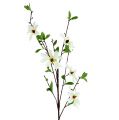 Floristik24 Magnolia tak witgroen 94cm