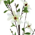 Floristik24 Magnolia tak witgroen 94cm
