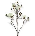Floristik24 Magnolia tak wit 110cm
