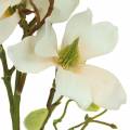 Floristik24 Magnolia Perzik 85cm