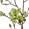 Floristik24 Magnolia tak groen L110cm