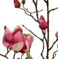 Floristik24 Magnolia tak violet 110cm 1st