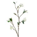 Floristik24 Magnoliatak wit L 82 cm met sneeuw