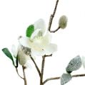 Floristik24 Magnoliatak wit L 82 cm met sneeuw