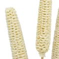 Floristik24 Gebleekte maïskolven op een stokje 20st