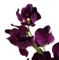 Floristik24 Mokara orchidee paars 50cm kunst 6st