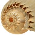 Floristik24 Melo roller slak shell natuur 20cm - 22cm