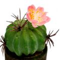 Floristik24 Mini cactus met bloemen H9-12cm 4st