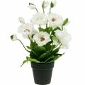 Floristik24 Papaver in een pot witte zijden bloemen florale decoratie