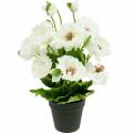 Floristik24 Papaver in een pot witte zijden bloemen florale decoratie