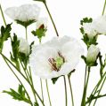 Floristik24 Poppy Gossip Rose White 3st