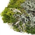 Floristik24 Decoratief mos voor knutselen Moss en korstmos mix groen, grijs 100g