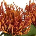 Speldenkussen Exotische Kunstbloem Oranje Leucospermum Protea 73cm 3st