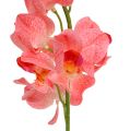 Floristik24 Orchidee Mokara Zalm 50cm 6st