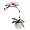 Floristik24 Roze orchidee in keramische pot 31cm