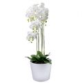 Floristik24 Orchidee wit met wereldbol 110cm