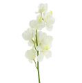Floristik24 Orchidee kunst crème 50cm 6st