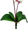 Floristik24 Orchidee met 2 takken 60cm wit-roze