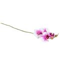 Floristik24 Orchidee Kunst Phalaenopsis 4 Bloemen Wit Roze 72cm