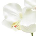 Floristik24 Orchidee Phalaenopsis kunst 6 bloemen wit crème 70cm