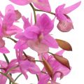 Floristik24 Orchidee in violette pot H55cm