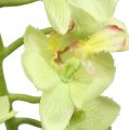 Floristik24 Orchidee 56cm lichtgroen