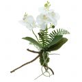 Floristik24 Witte orchidee met mosballen en wortels 36cm