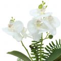 Floristik24 Witte orchidee met mosballen en wortels 36cm