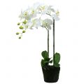 Floristik24 Orchidee Wit op 65cm bol
