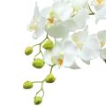 Floristik24 Orchidee wit op een bol van 118cm