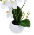 Floristik24 Orchideeën in pot 30cm wit