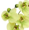 Floristik24 Orchidee in een potgroen H30cm