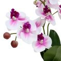 Floristik24 Orchideeën in een pot H30cm wit-roze