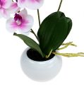 Floristik24 Orchideeën in een pot H30cm wit-roze