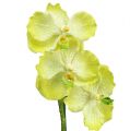 Floristik24 Orchidee met wortels lichtgroen L43cm