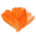 Floristik24 Palmvezels pastel licht oranje 400gr