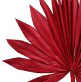 Floristik24 Palmspear Sun mini rood 50st