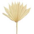 Floristik24 Palmspear Sun mini gebleekt 30st