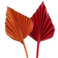 Floristik24 Palmspeer assorti rood/oranje 50st