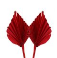 Floristik24 Palmspeer mini rood 100st